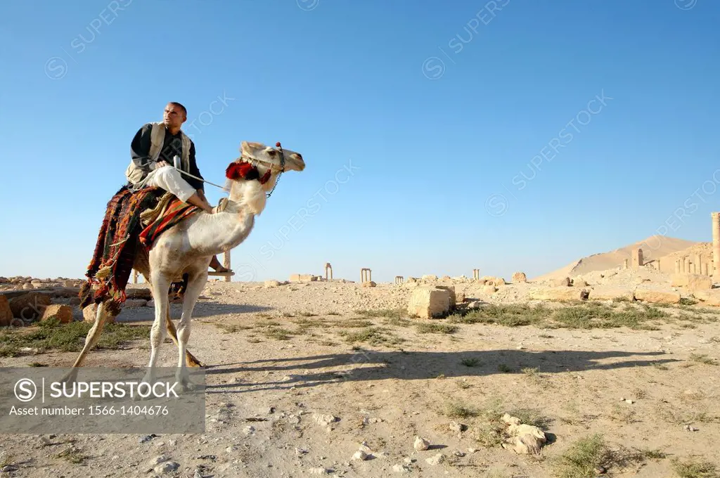 Mister on a camel (Camelus dromedarius) at the ancient city of Palmyra, Syria.