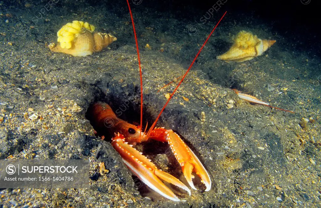 Spain, Galicia, Norway lobster, Dublin bay prawn, Scampi, Nephrops norvegicus digging out hide