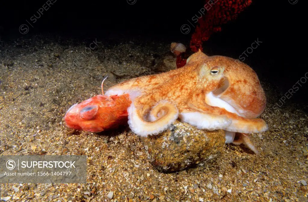 Lesser octopus (Eledone cirrhosa) devouring to Red gurnard (Chelidonichthys cuculus). Eastern Atlantic. Galicia. Spain.