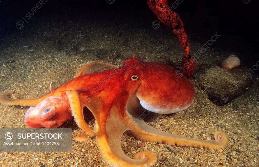 Horned Octopus, Lesser octopus (Eledone cirrhosa) devouring to Red gurnard (Trigla cuculus). Eastern Atlantic, Galicia, Spain.