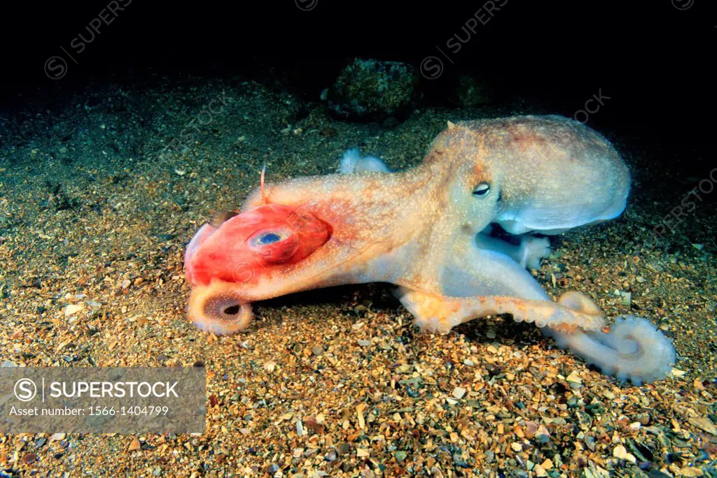 Lesser octopus (Eledone cirrhosa) devouring to Red gurnard (Chelidonichthys cuculus). Eastern Atlantic. Galicia. Spain.