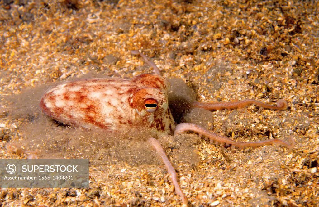 Horned Octopus (Eledone cirrhosa) Eastern Atlantic, Galicia, Spain.