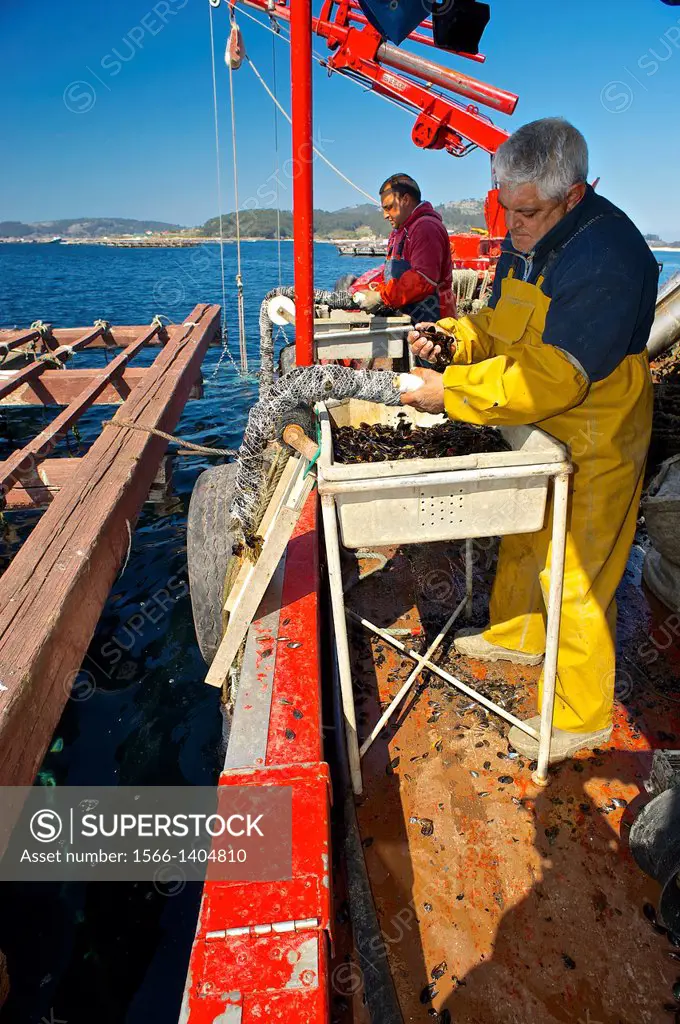 Working in a sea farm of common mussel (Mytilus galloprovincialis). Eastern Atlantic. Galicia. Spain. Europe.