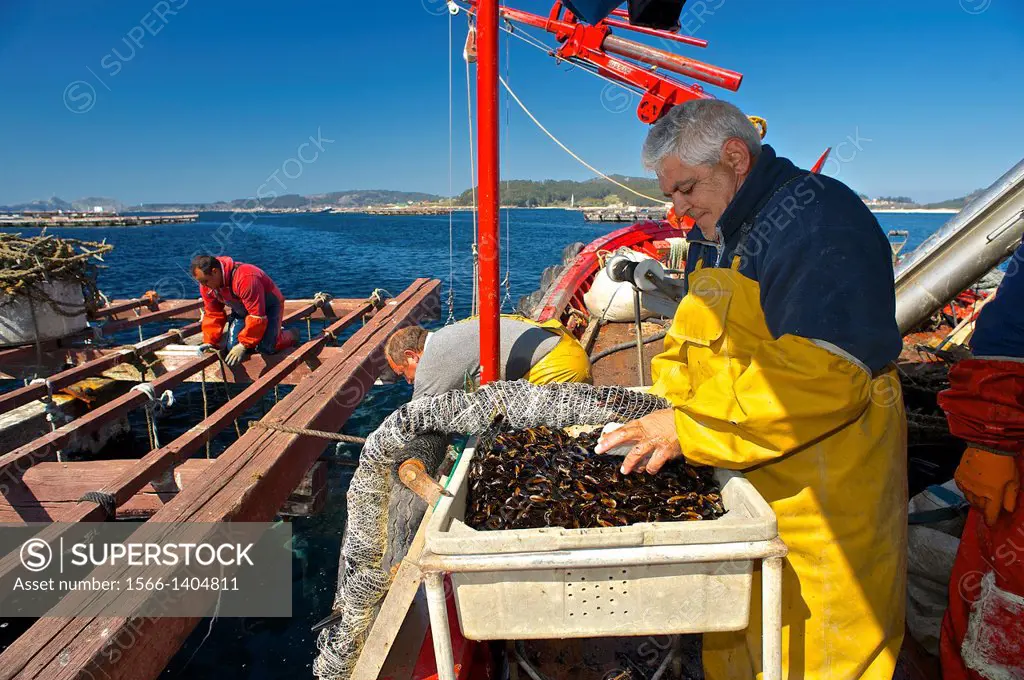 Working in a sea farm of common mussel (Mytilus galloprovincialis). Eastern Atlantic. Galicia. Spain. Europe.