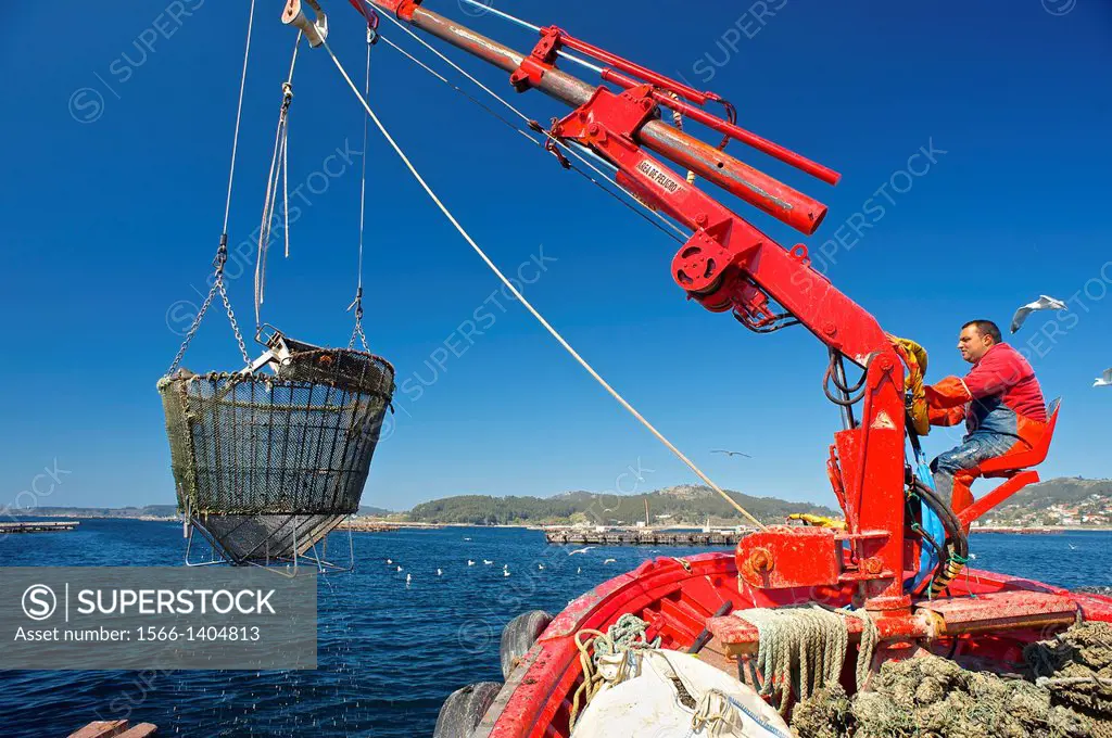 Working in a sea farm of common mussel (Mytilus galloprovincialis). Basket for picking mussel ropes. Eastern Atlantic. Galicia. Spain. Europe.