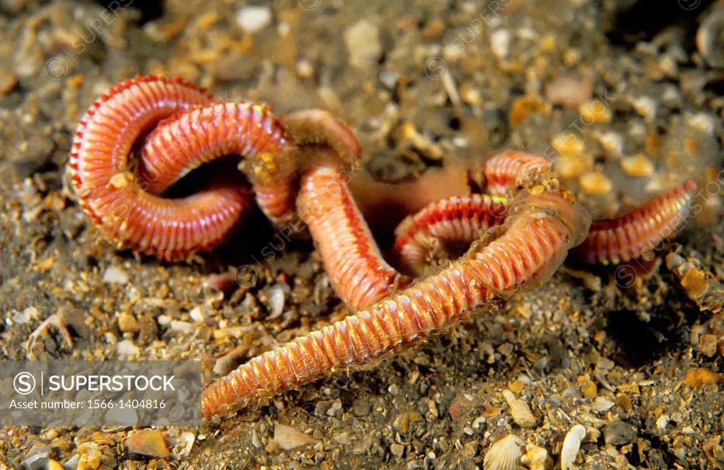 Bristle worm. Eunicid worm (Marphysa sanguinea). Eastern Atlantic. Galicia. Spain.