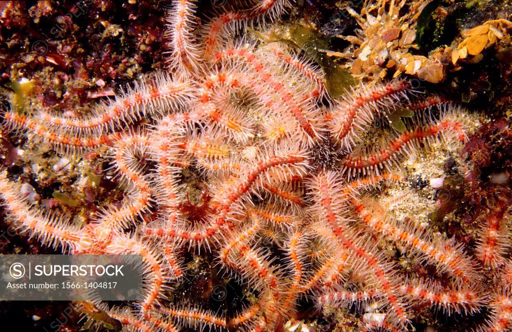 Grouping of Common brittle star (Ophiothrix fragilis). Eastern Atlantic, Galicia, Spain.