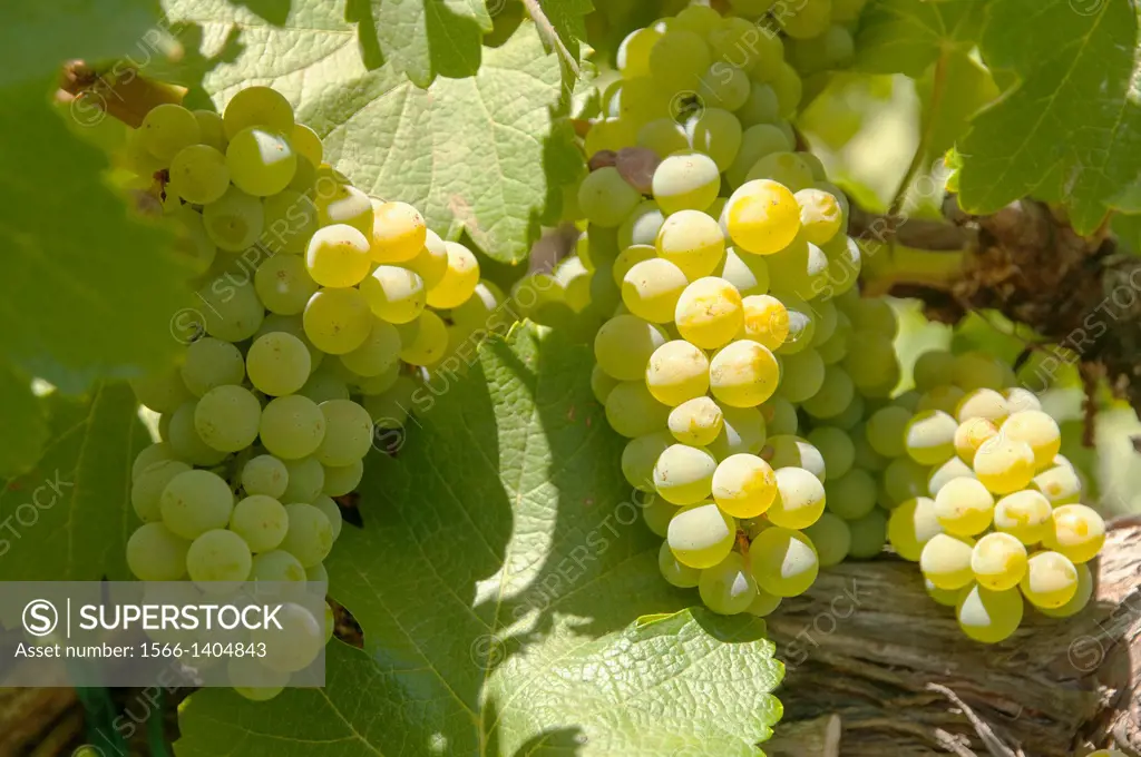 USA, California, Napa Valley, St Helena. Chardonay grapes on the vine at Cakebread Winery.