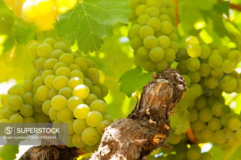USA, California, Napa Valley, St Helena. Chardonay grapes on the vine at Cakebread Winery.