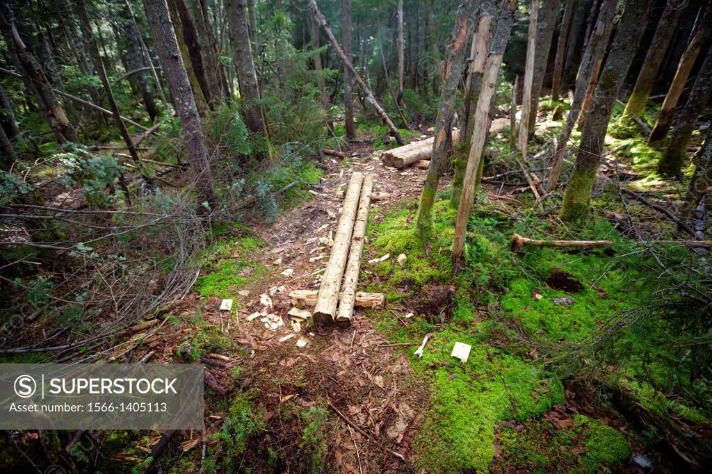 Trail puncheons along the Lincoln Brook Trail in the Pemigewasset Wilderness of the White Mountains in New Hampshire USA. Puncheons are used in wet ar...