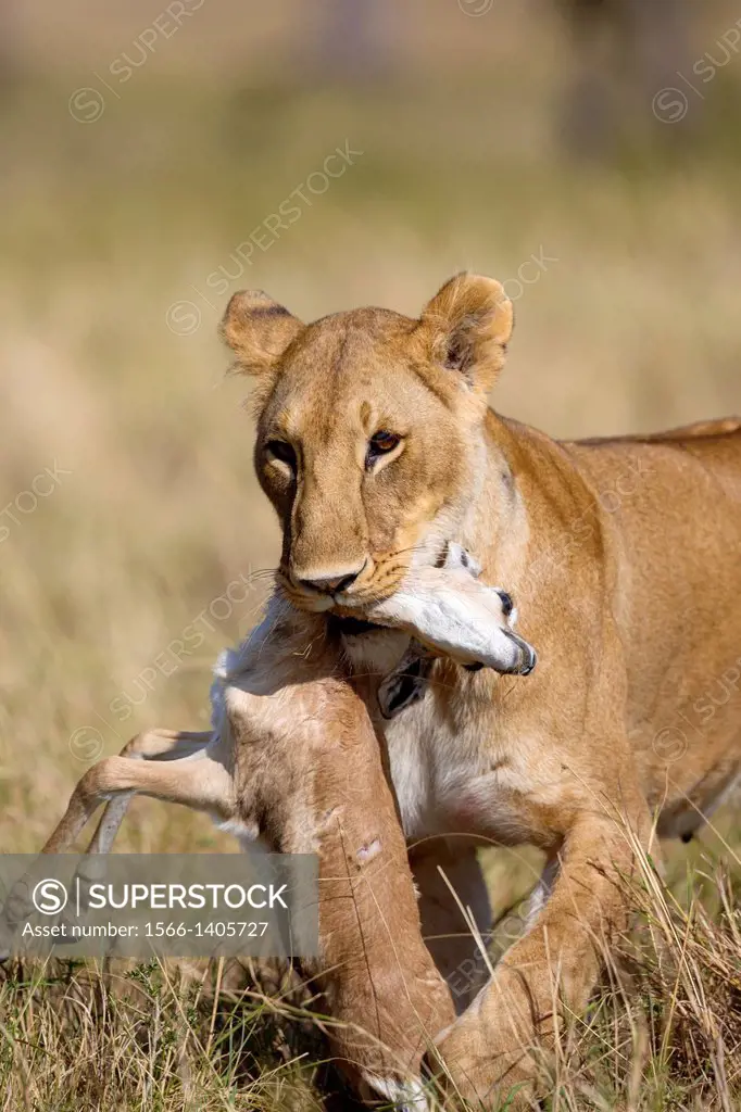 Lioness (Panthera leo) with young Thomson´s Gazelle (Eudorcas thomsoni), Masai Mara, Kenya.