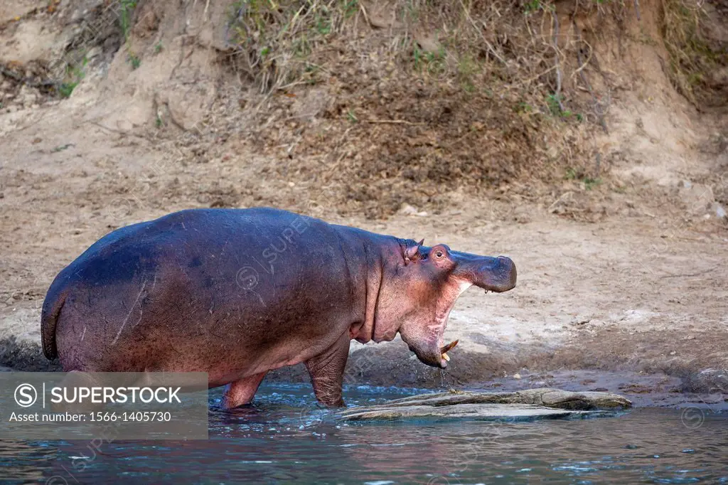 yawning Hippopotamus (Hippopotamus amphibius) leaving river, Masai Mara, Kenya.