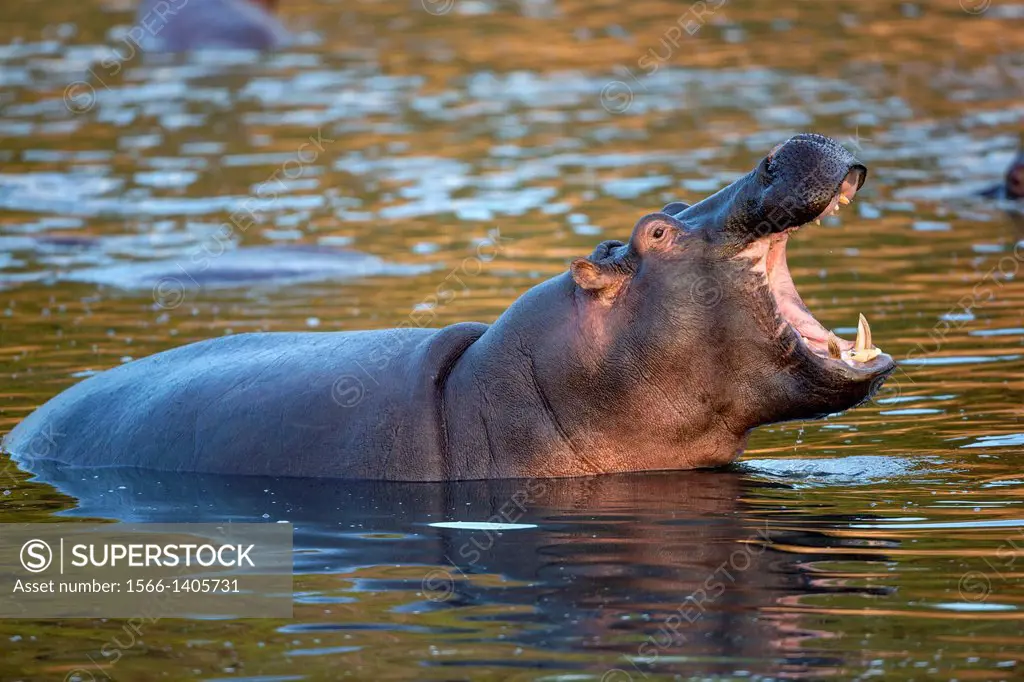 yawning Hippopotamus (Hippopotamus amphibius) in river, Masai Mara, Kenya.