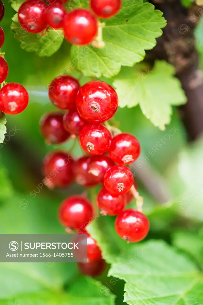 Red currants (Ribes rubrum) growing in a garden.