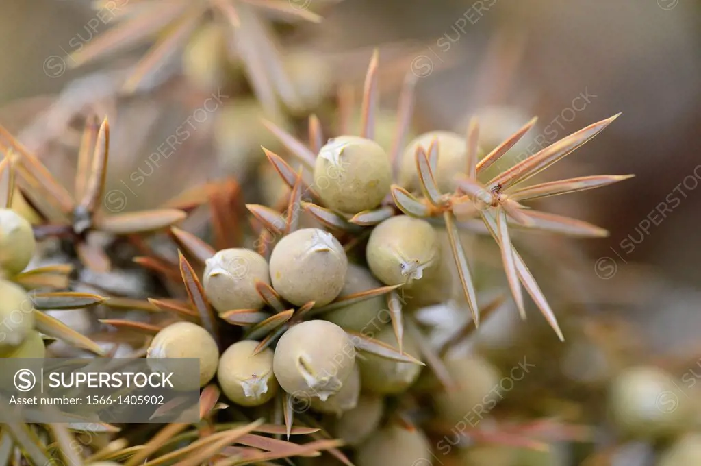 Close-up of fruits of a Common juniper (Juniperus communis).