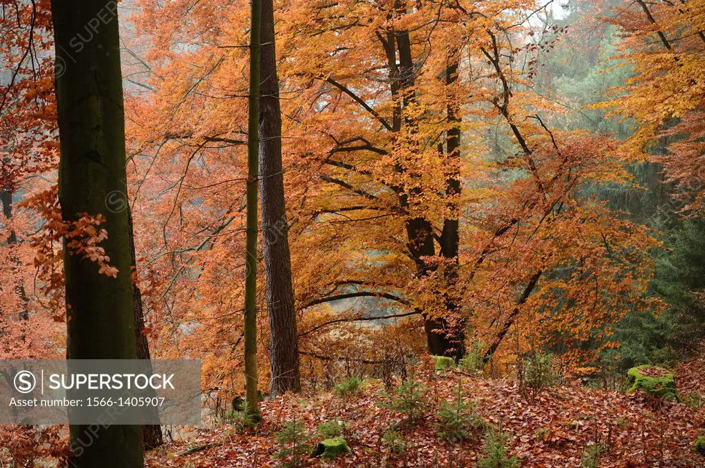 Landscape of a European beech or common beech Fagus sylvatica forest in autumn, Upper Palatinate, Bavaria, Germany