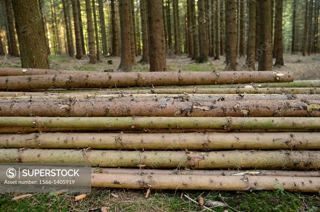Landscape of Norway spruce (Picea abies) tree-trunks in a forest, Upper Palatinate, Bavaria, Germany