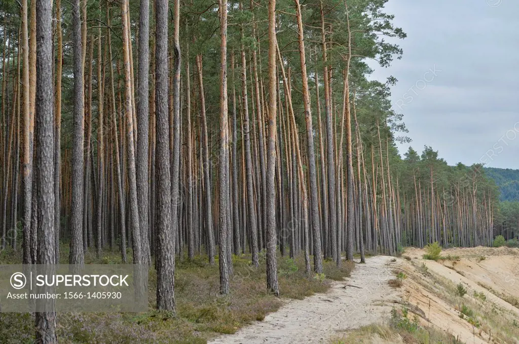 Landscape of a little trail beside a scots pine (Pinus sylvestris) forest, Upper Palatinate, Bavaria, Germany