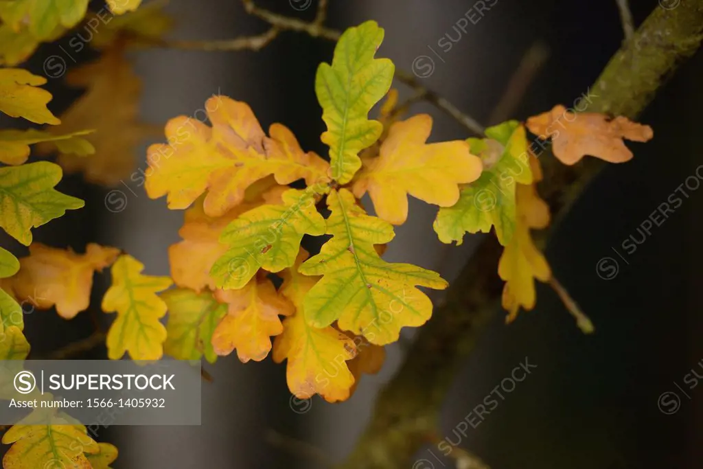 Close-up of English oak, pedunculate oak or French oak (Quercus robur) leaves in autumn, Upper Palatinate, Bavaria, Germany