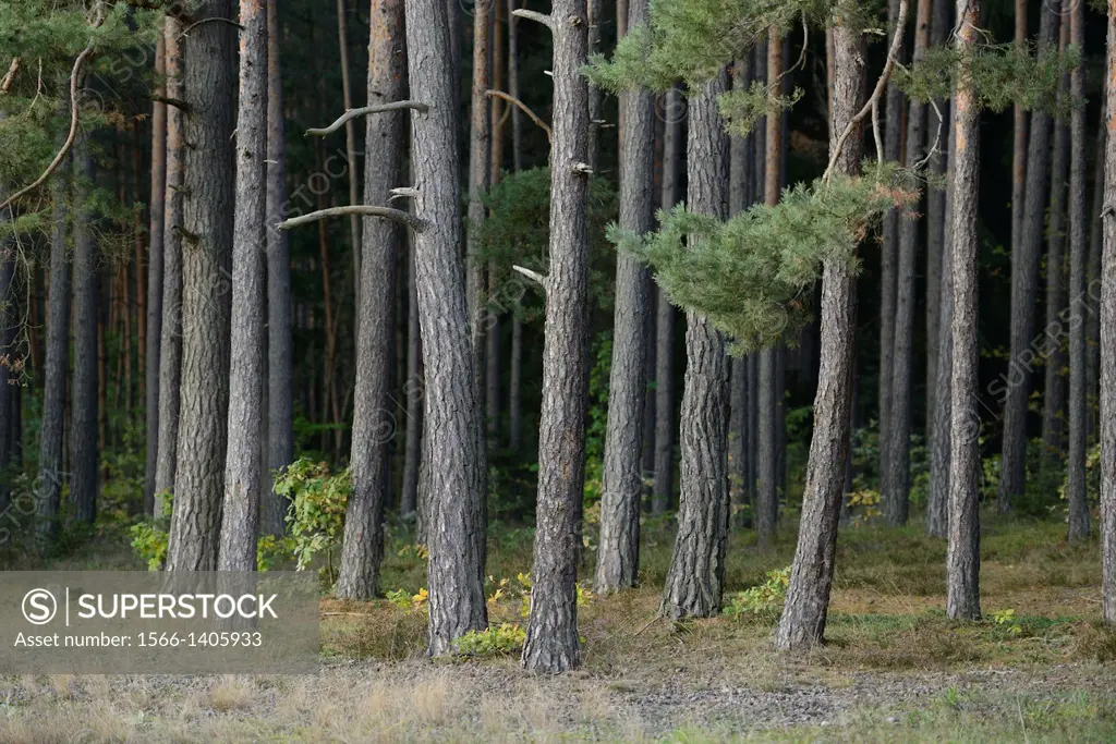 Landscape of a scots pine (Pinus sylvestris) tree trunks in a forest, Upper Palatinate, Bavaria, Germany