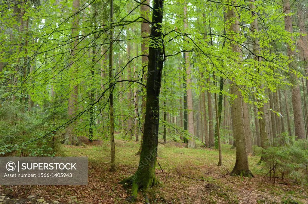Landscape of an European beech or common beech (Fagus sylvatica) tree in a forest in autumn, Upper Palatinate, Bavaria, Germany