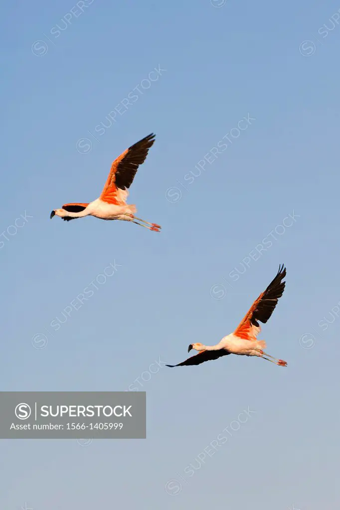 Chilean Flamingos (Phoenicopterus chilensis) in flight, Phoenicopteridae family, Laguna de Chaxa, Atacama desert, Chile.