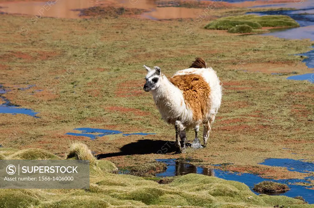 Llama (Lama glama), Camelidae family, Atacama Desert, Antofagasto region, Chile.