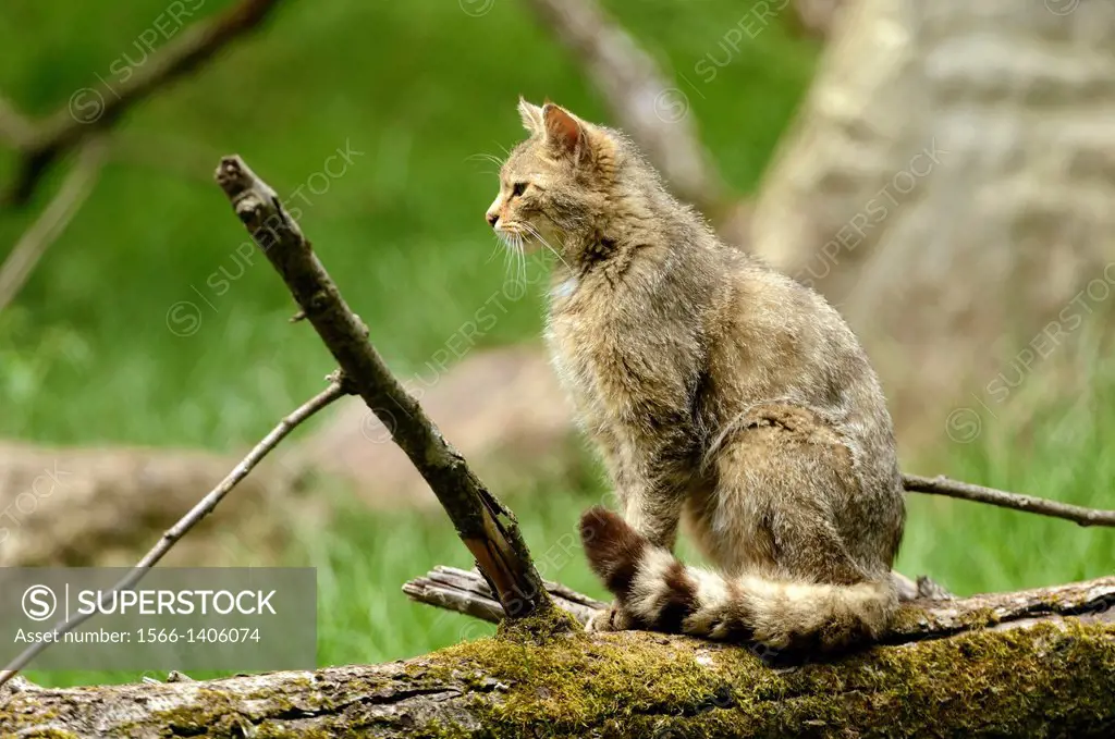 Felis silvestris, Common Wild Cat, Germany, captive,.