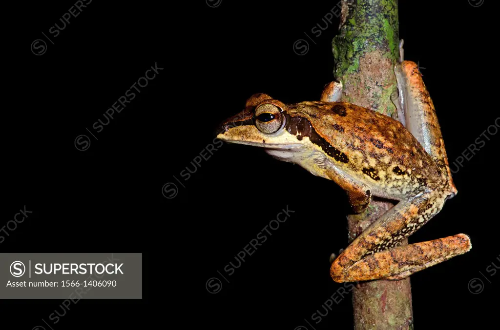 Dark-eared tree frog Polypedates macrotis. Image taken at Kubah National Park, Sarawak, Malaysia.