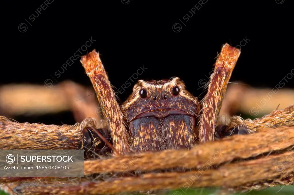 Crab spider. Image taken at Kampung Skudup, Sarawak, Malaysia.