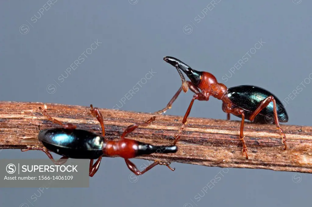 Weevil. Image taken at Kampung Skudup, Sarawak, Malaysia.