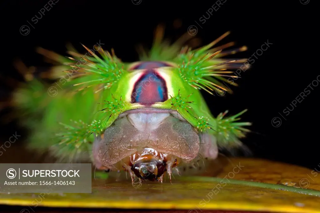Caterpillar. Image taken at Kampung Skudup, Sarawak, Malaysia.