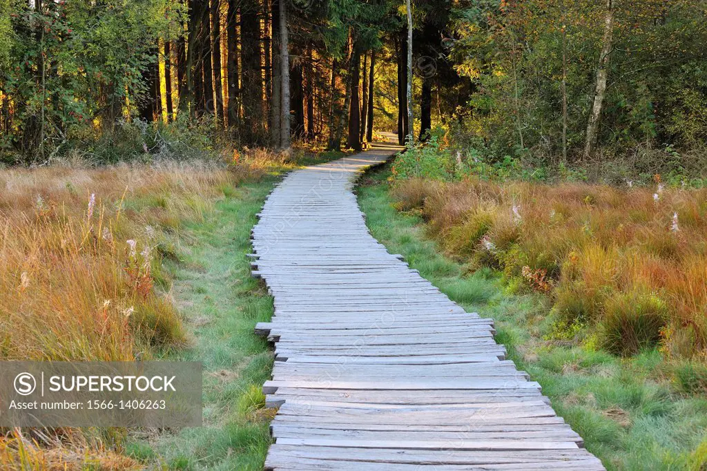 Wooden Planks Path through Bog, Schwarzes Moor, Fladungen, Rhoen Mountain, Bavaria, Germany.