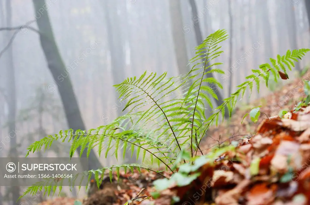 Male fern or worm fern (Dryopteris filix-mas) at fog in autumn.