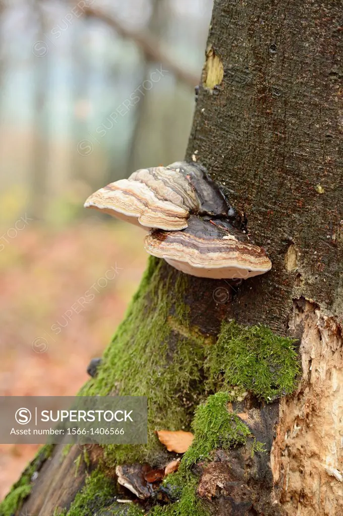 Tinder fungus (Fomes fomentarius) on a European beech (Fagus sylvatica) tree trunk in autumn.