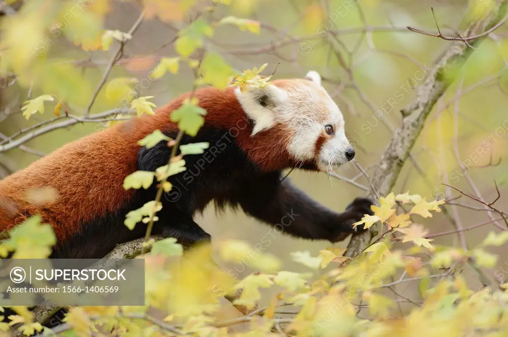 Red panda (Ailurus fulgens) on a bough.