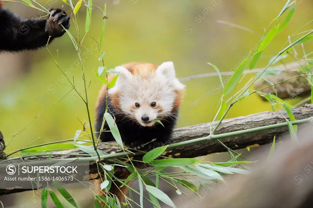 Red panda (Ailurus fulgens) youngster on a bough.