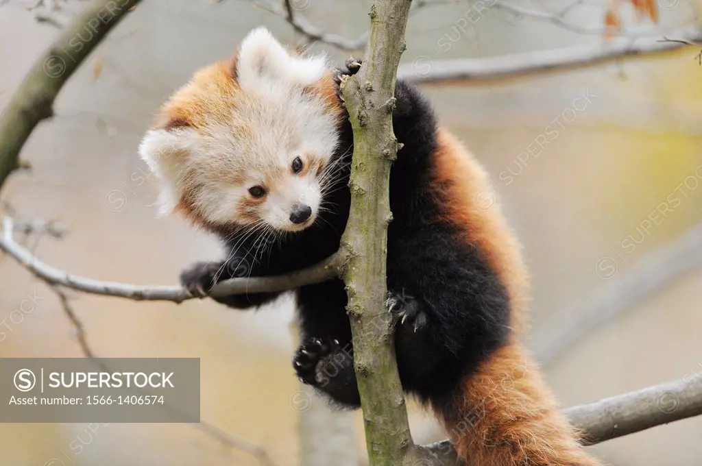 Red panda (Ailurus fulgens) youngster on a bough.