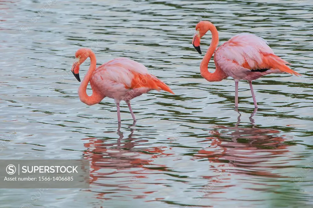 Greater Flamingo (Phoenicopterus ruber).