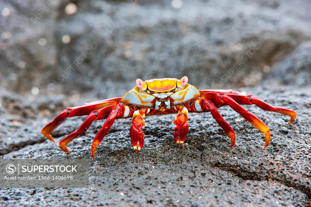 Sally Lightfoot crab (Grapsus grapsus).