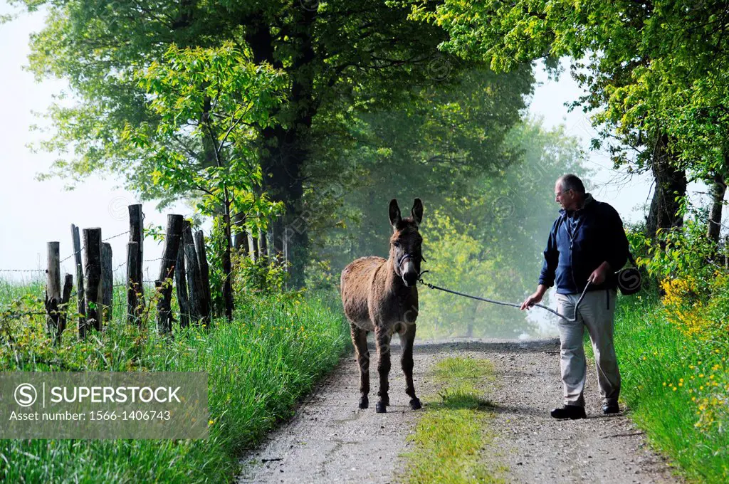 Pilgrim traveling with a donkey on the way of St-James, camino de Santiago, chemin de St-Jacques-de-Compostelle, Via Podiensis, GR 65, La Bessière, Ca...