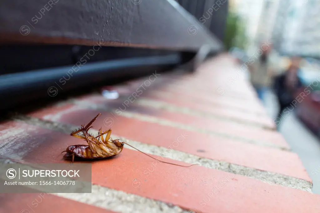 dead bug in the street, Valencia, Spain.