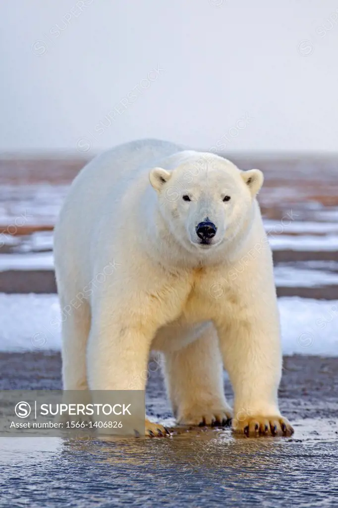 United States , Alaska , Arctic National Wildlife Refuge , Kaktovik , Polar Bear( Ursus maritimus ) , along a barrier island outside Kaktovik, Alaska....
