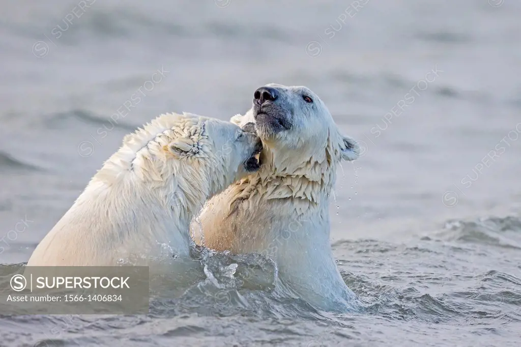 United States , Alaska , Arctic National Wildlife Refuge , Kaktovik , Polar Bear( Ursus maritimus ) , swim in the sea , youngs playing , along a barri...