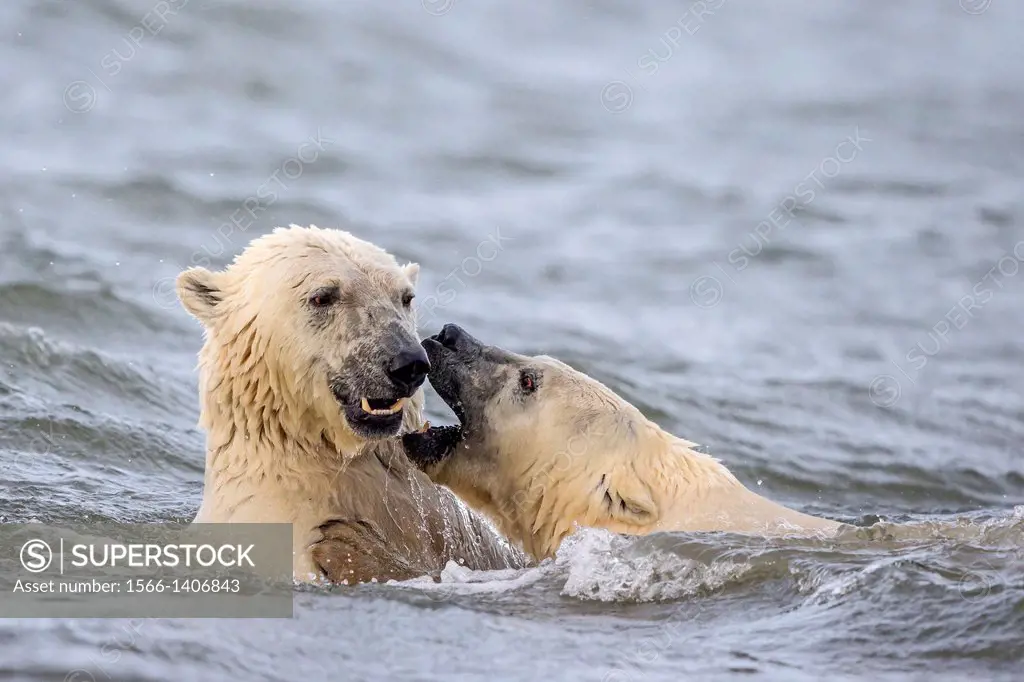 United States , Alaska , Arctic National Wildlife Refuge , Kaktovik , Polar Bear( Ursus maritimus ) , swim in the sea , youngs playing , along a barri...