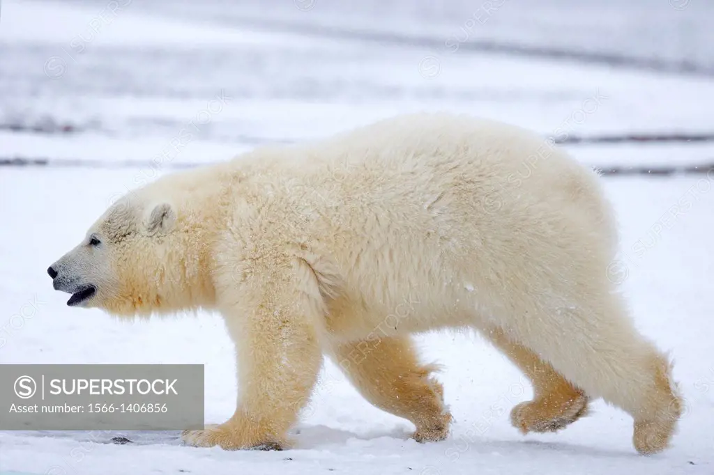 United States , Alaska , Arctic National Wildlife Refuge , Kaktovik , Polar Bear( Ursus maritimus ) , yearling along a barrier island outside Kaktovik...