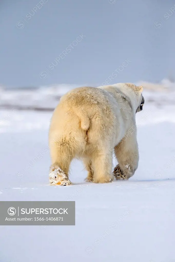 United States , Alaska , Arctic National Wildlife Refuge , Kaktovik , Polar Bear( Ursus maritimus ) , adult female , along a barrier island outside Ka...