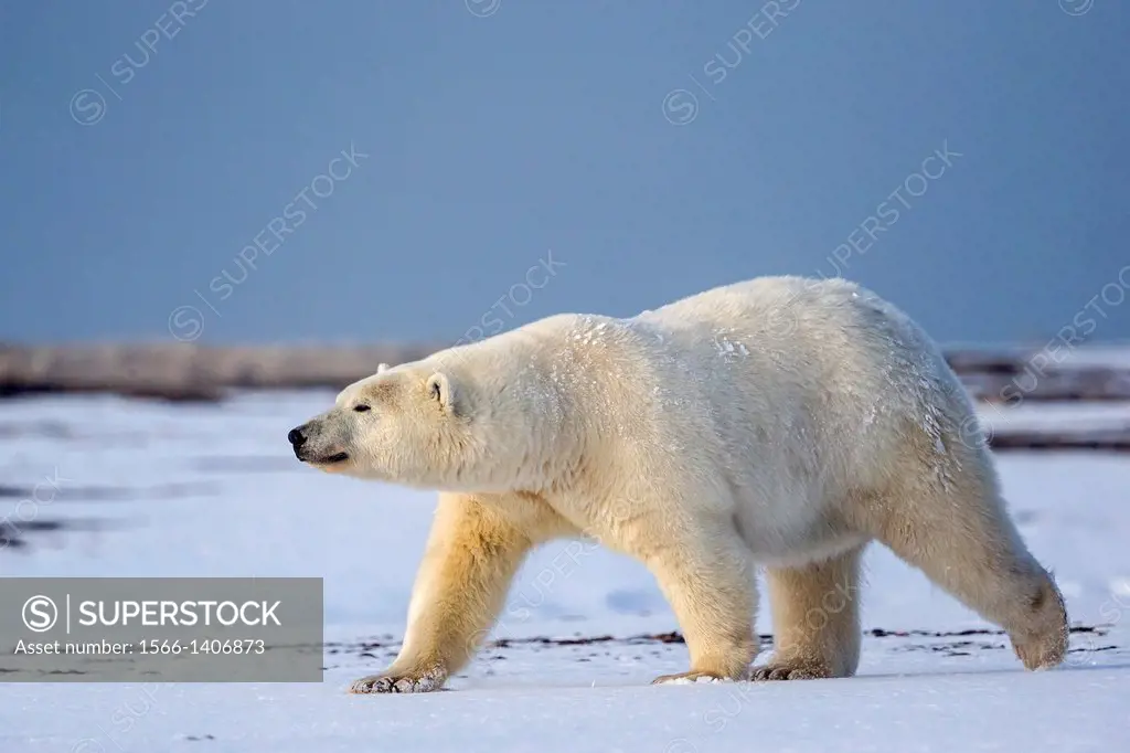 United States , Alaska , Arctic National Wildlife Refuge , Kaktovik , Polar Bear( Ursus maritimus ) , adult female , along a barrier island outside Ka...