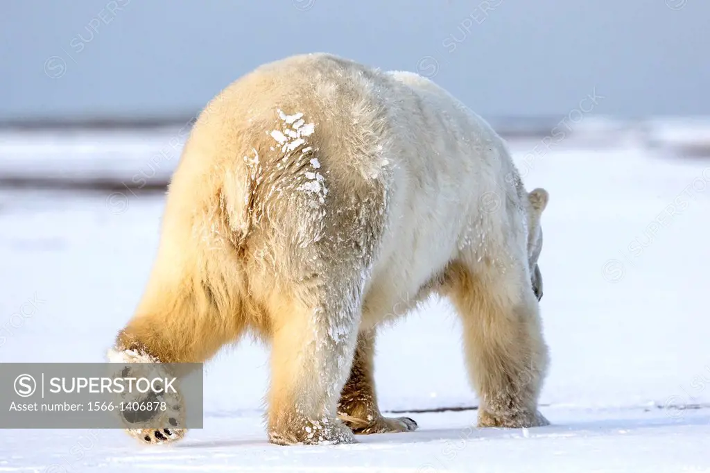 United States , Alaska , Arctic National Wildlife Refuge , Kaktovik , Polar Bear( Ursus maritimus ) , young of 2 years and a half , along a barrier is...