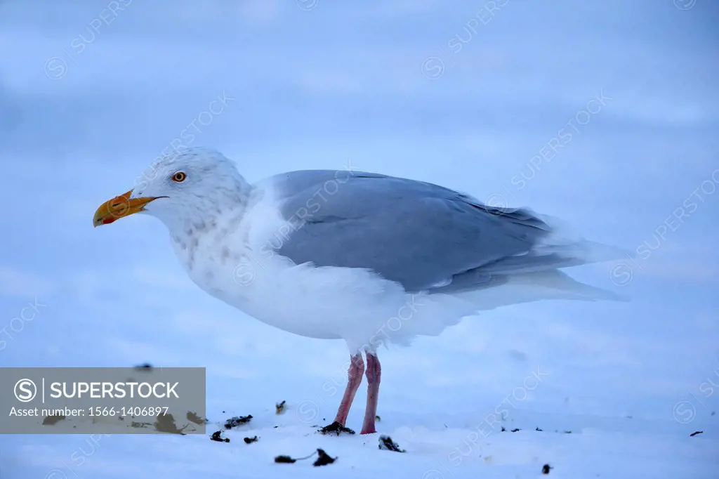 United States , Alaska , Arctic National Wildlife Refuge , Kaktovik , Glaucous-winged Gull ( Larus glaucescens ) , eating pieces of feces of polar bea...